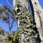 Roncador: Reserva ecológica do IBGE passa a ter gestão do ICMBio no DF