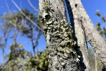 Roncador: Reserva ecológica do IBGE passa a ter gestão do ICMBio no DF