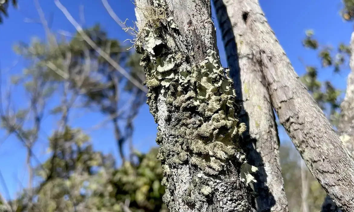 Roncador: Reserva ecológica do IBGE passa a ter gestão do ICMBio no DF