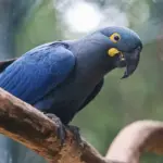 Atualização da fauna ameaçada inclui 180 novas espécies e 150 retiradas da lista
