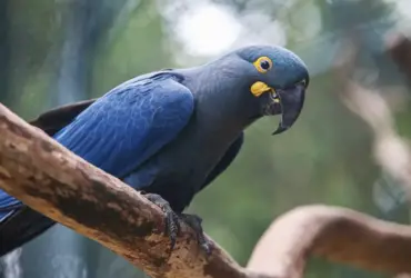 Atualização da fauna ameaçada inclui 180 novas espécies e 150 retiradas da lista
