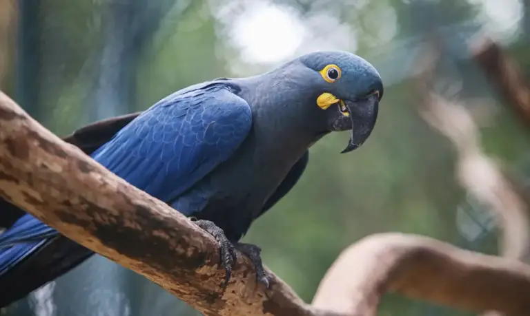 Atualização da fauna ameaçada inclui 180 novas espécies e 150 retiradas da lista