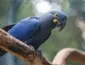 Atualização da fauna ameaçada inclui 180 novas espécies e 150 retiradas da lista