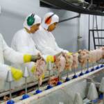 Volume de exportações de carne de frango é recorde