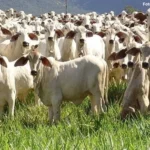 Arroba e carne se desvalorizam em maio; preço do bezerro sobe