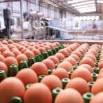Exportação de ovos apresenta melhor patamar desde 2006