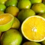 Indústria prioriza qualidade nas negociações da safra 2026/27 de laranja