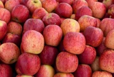Maca fuji