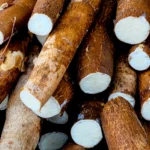 Oferta elevada de mandioca continua pressionando as cotações