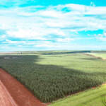 Mato Grosso proíbe uso de madeira de desmatamento por grandes indústrias e inicia transição para florestas plantadas até 2034