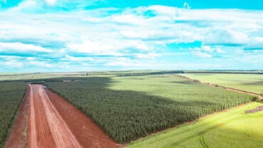 Mato Grosso proíbe uso de madeira de desmatamento por grandes indústrias e inicia transição para florestas plantadas até 2034