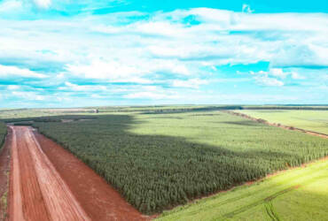 mato grosso madeiras -CenárioMT