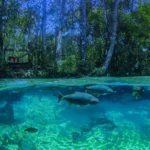 Três municípios turísticos de elite em MT, incluindo Nobres, ignoram a FIT Pantanal e levantam questionamentos sobre estratégias de gestão