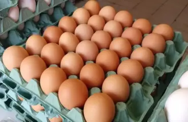 Ovos