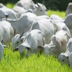 Pecuaristas de Mato Grosso enfrentam dificuldade para encontrar vacinas contra clostridioses e alertam para alta nos preços