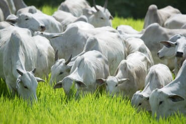 Pecuaristas de Mato Grosso enfrentam dificuldade para encontrar vacinas contra clostridioses e alertam para alta nos preços