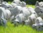 Pecuaristas de Mato Grosso enfrentam dificuldade para encontrar vacinas contra clostridioses e alertam para alta nos preços