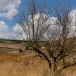 Período de seca em Mato Grosso: veja como proteger a saúde e enfrentar o clima seco