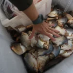 Operação apreende quase uma tonelada de pescado irregular em Cuiabá