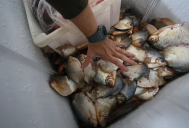 Pescado apreendido cuiaba juvam