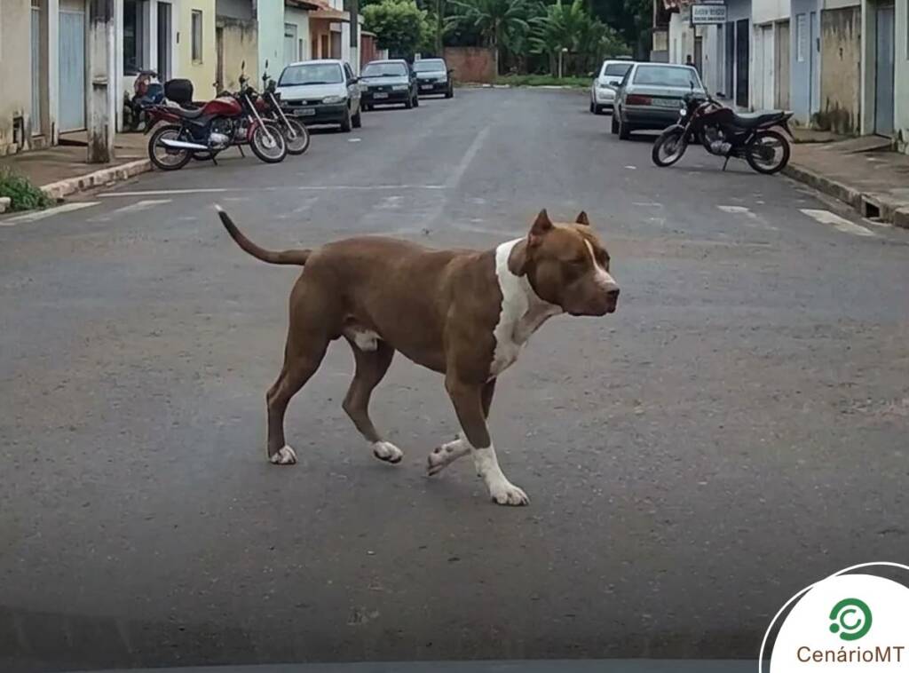 Tutor de pitbull que matou três cães é notificado pelo Abrigo Municipal de Nova Mutum