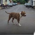 Tutor de pitbull que matou três cães é notificado pelo Abrigo Municipal de Nova Mutum