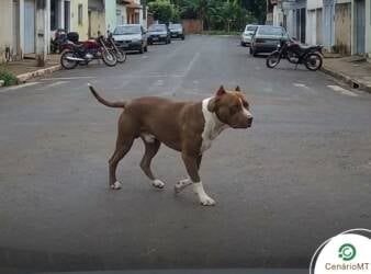 Foto de pitbull na rua