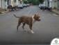Tutor de pitbull que matou três cães é notificado pelo Abrigo Municipal de Nova Mutum