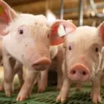Demanda mais aquecida faz preço do suíno vivo reagir após mais de um mês de quedas