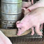 Brasil vira 3ª maior potência global em carne suína; entenda