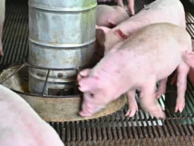 Brasil se consolida como potência global da suinocultura e se torna o 3º maior exportador mundial de carne suína