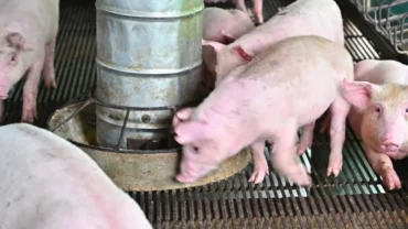 Brasil se consolida como potência global da suinocultura e se torna o 3º maior exportador mundial de carne suína