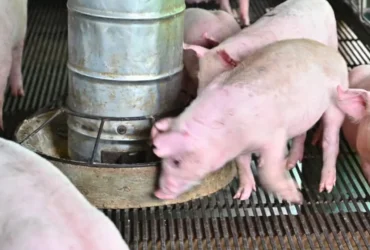 Brasil se consolida como potência global da suinocultura e se torna o 3º maior exportador mundial de carne suína