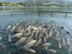 Tilapia