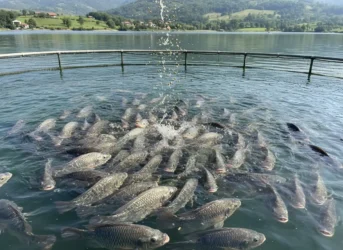 Tilapia