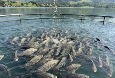 Tilapia