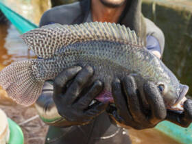 Tilapia embrapa