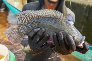 Tilapia embrapa