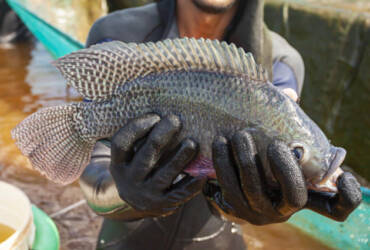 Tilapia embrapa