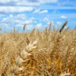 Produção de trigo pode recuar na safra de 2026