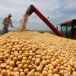 Soja terá custos maiores e cenário climático de incertezas na safra 26/27 em Mato Grosso