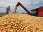 Soja terá custos maiores e cenário climático de incertezas na safra 26/27 em Mato Grosso