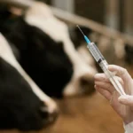 O fim do brete coletivo: Manejo individual na vacinação vira aliado para pecuarista de MT bater recorde de R$ 42 bilhões