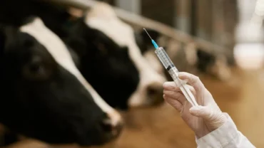 Vacinação bovina com manejo individual favorece o bem-estar animal e humano, reduz perdas e aumenta a eficiência produtiva