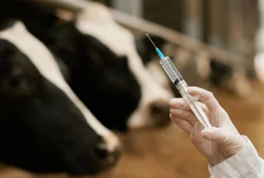 Vacinação bovina com manejo individual favorece o bem-estar animal e humano, reduz perdas e aumenta a eficiência produtiva