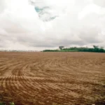 Mato Grosso inicia vazio sanitário da soja e Fundação Rio Verde reforça o controle de pragas