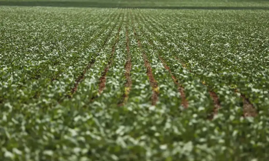 Dívidas seguem sem acordo após reunião entre governo e bancada do agro