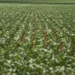 Dívidas seguem sem acordo após reunião entre governo e bancada do agro