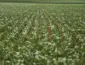 Dívidas seguem sem acordo após reunião entre governo e bancada do agro