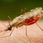 Vacina contra malária avança com descoberta de cientistas da Fiocruz
